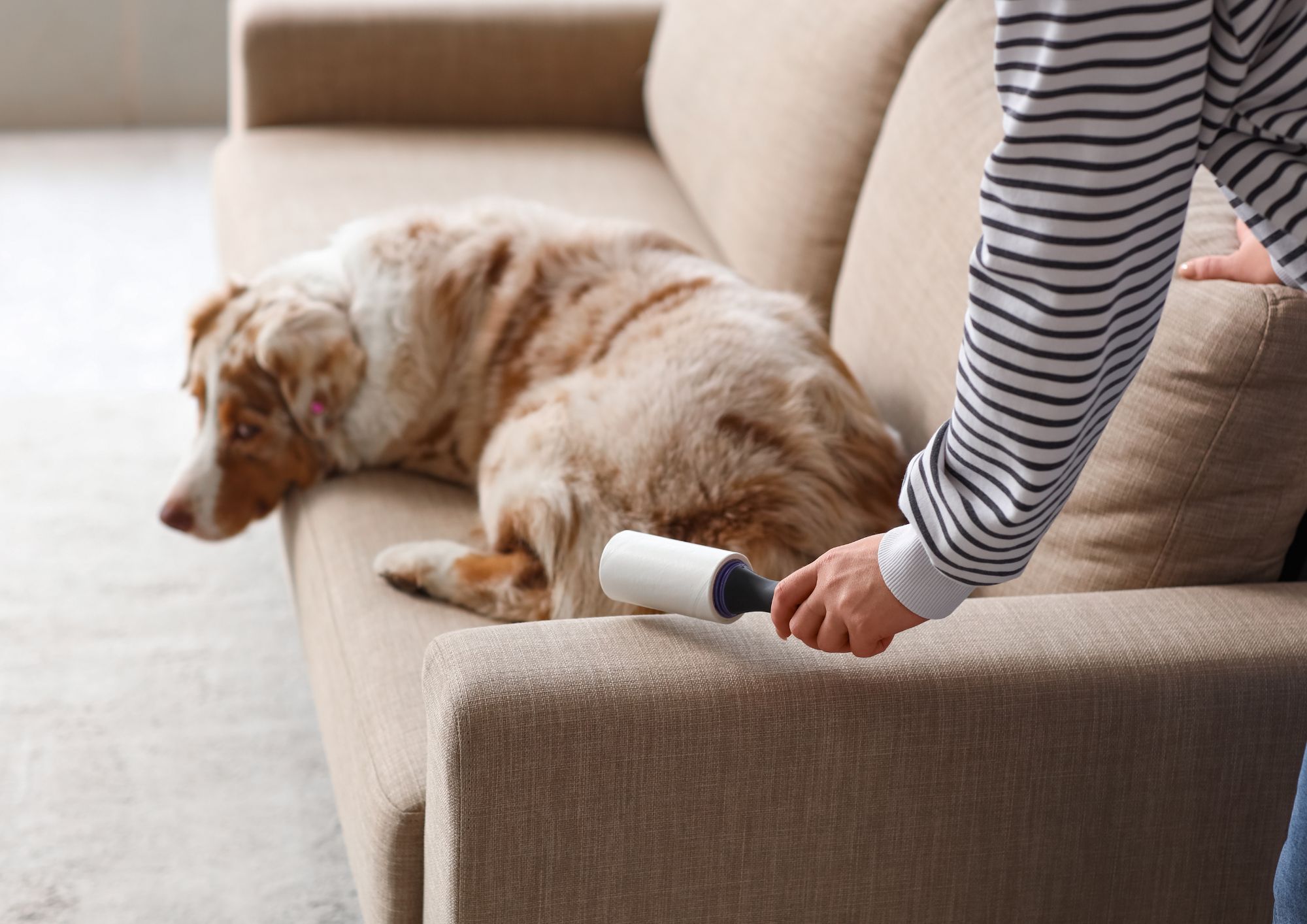 איך לנקות ספה מבד